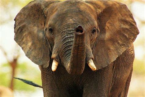 大象長長的鼻子